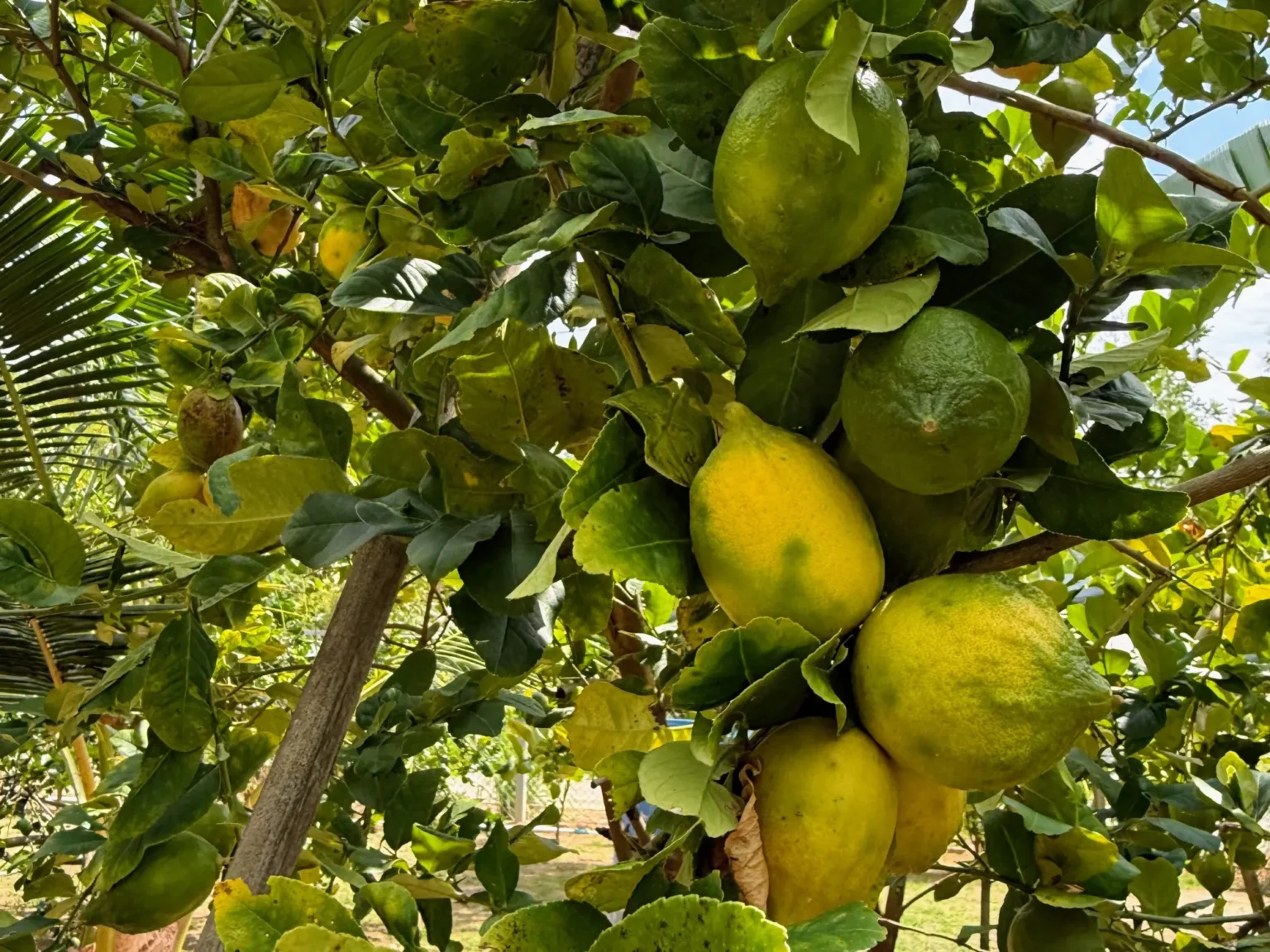 Bio-Garten · Swiss Baan Chiang