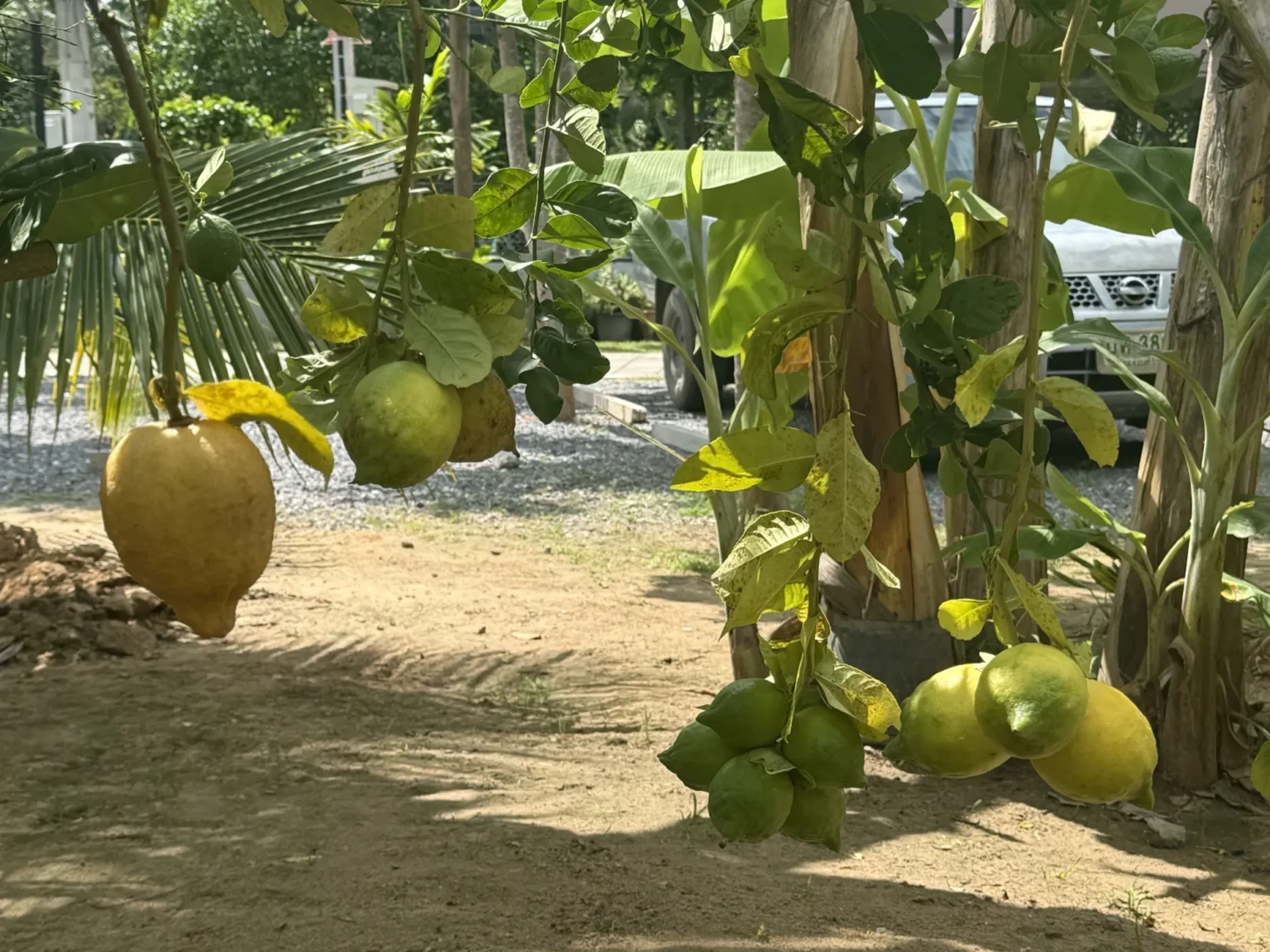 Bio-Garten · Swiss Baan Chiang