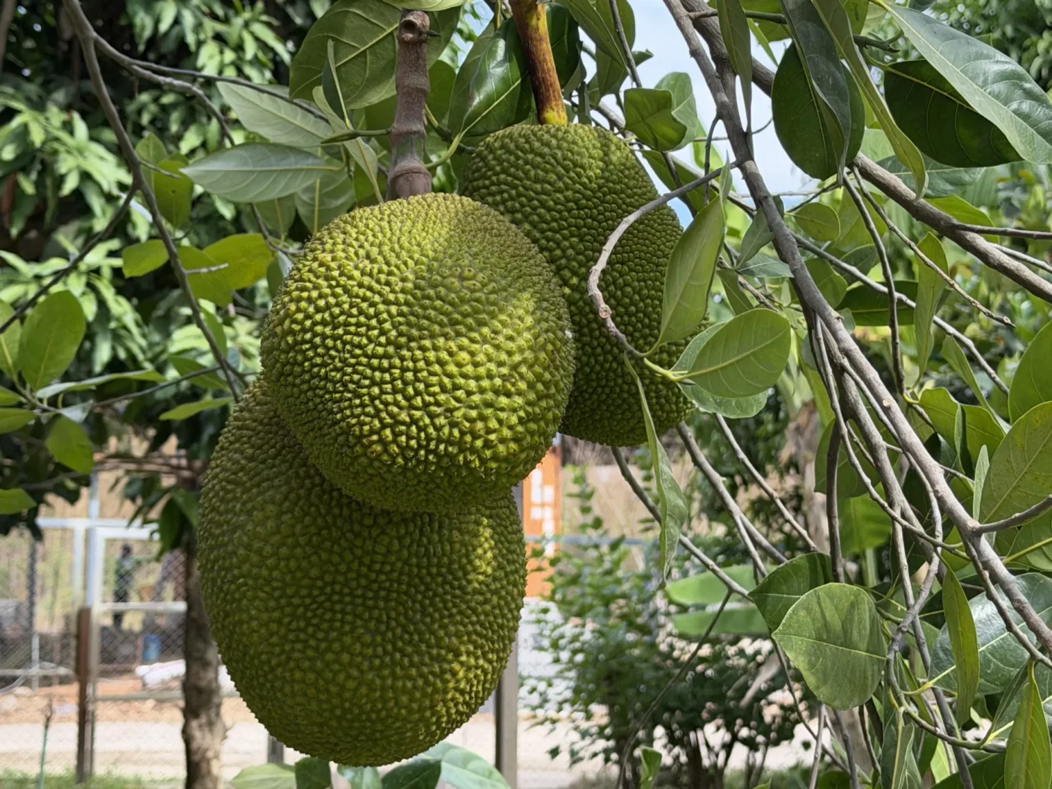 Bio-Garten · Swiss Baan Chiang