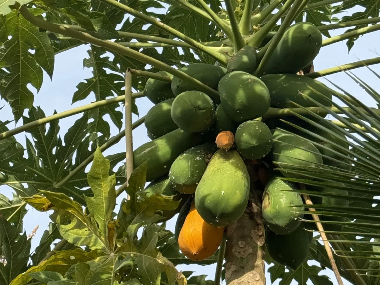 Bio-Garten · Swiss Baan Chiang