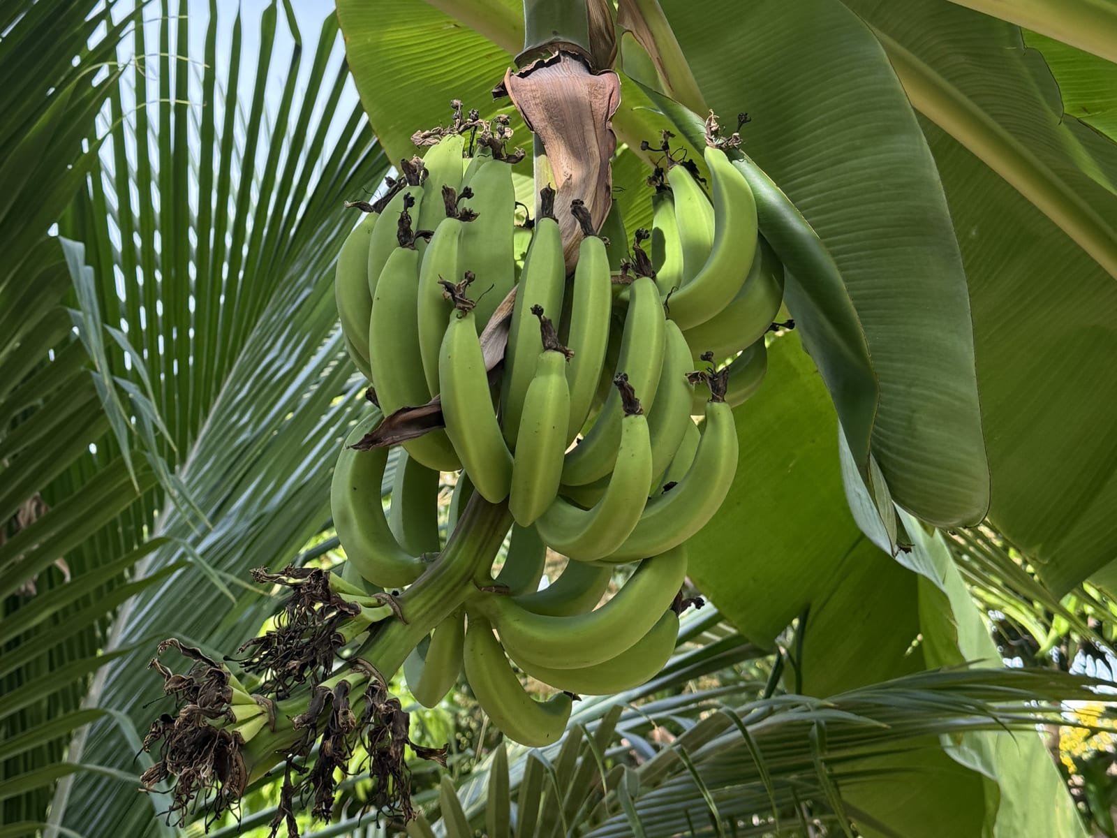 Banane
