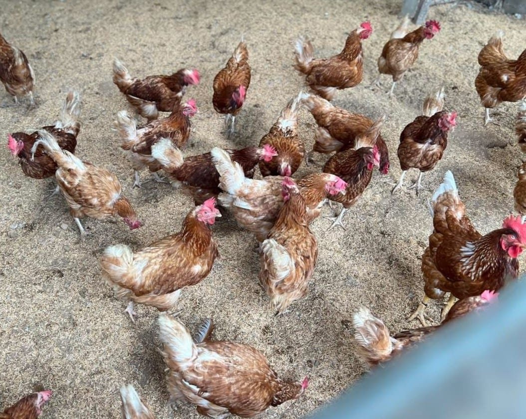 Hühner im Garten