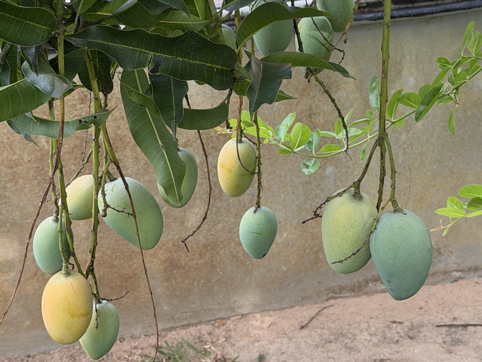 Mango